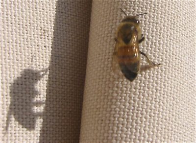 bee%20and%20shadow.jpg