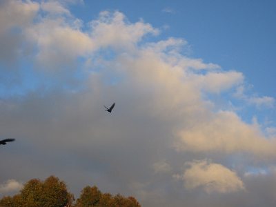 birds%20over%20stormy%20clouds.jpg