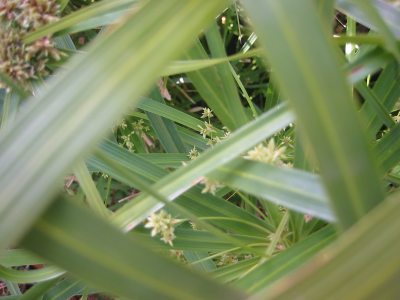 lots%20of%20leaves.jpg