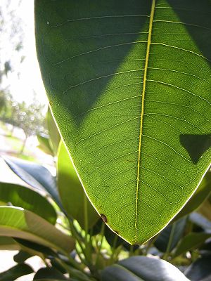 seethrough%20leaf%20one.jpg