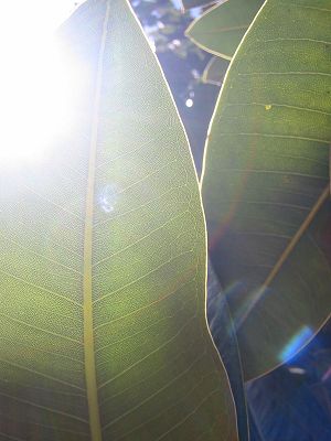 seethrough%20leaf%20two.jpg