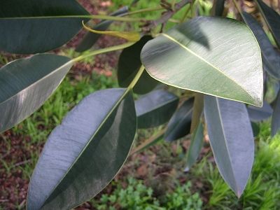 waxy%20leaves.jpg
