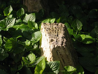 stone%20in%20a%20sea%20of%20green.jpg