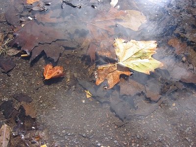 leaves%20suspended%20in%20a%20puddle.jpg
