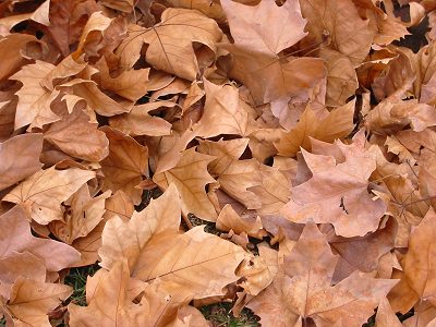 ahh%20autumn%20leaves.jpg