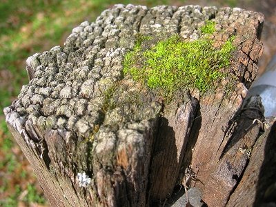 little%20island%20two.jpg