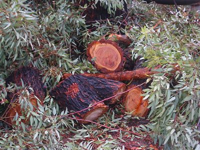 ironbark%20pile.jpg