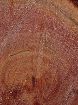 ironbark%20rings.jpg