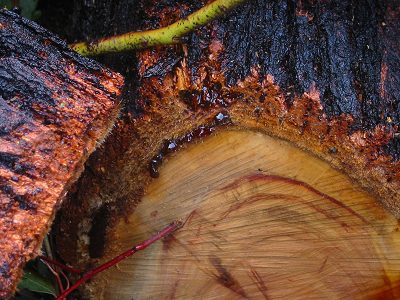 ironbark%20slices.jpg