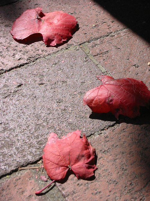 loitering%20leaves.jpg