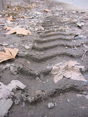 old%20leaves%20too%20tired%20to%20escape%20the%20mud%20track%20trap.jpg